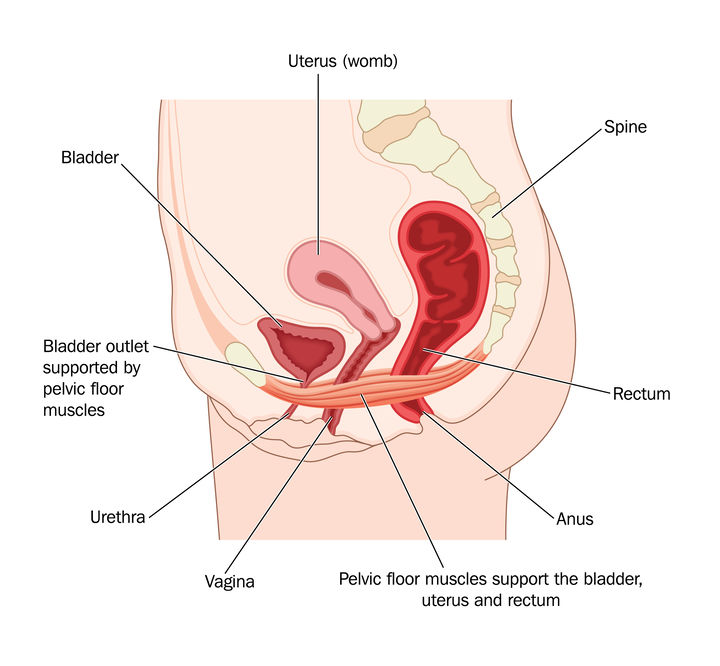 Pelvic Anatomy