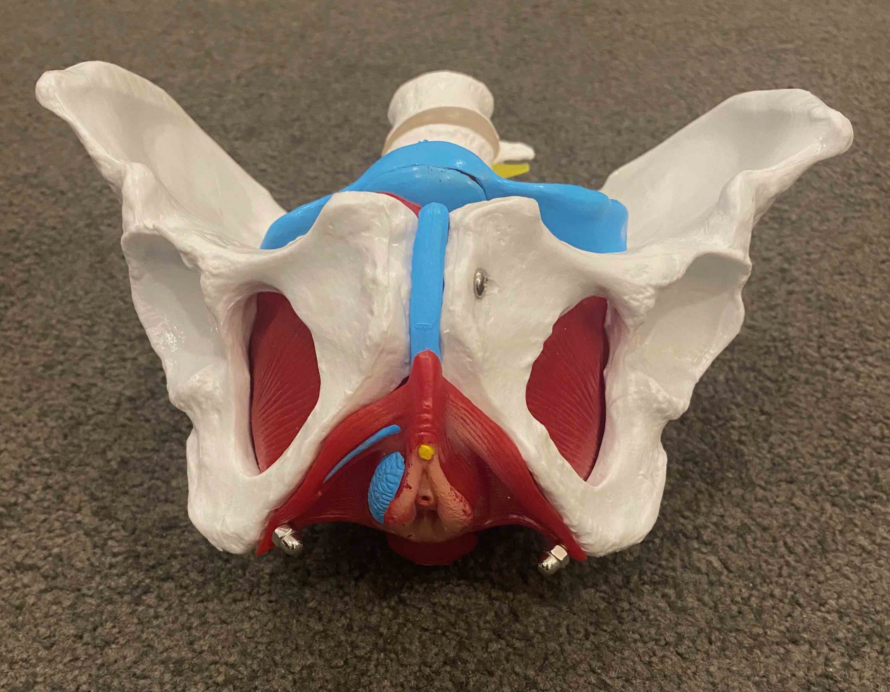 An anatomical model of the pelvis